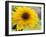 Sunflower, Seattle, Washington, USA-Terry Eggers-Framed Photographic Print