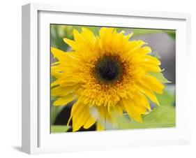 Sunflower, Seattle, Washington, USA-Terry Eggers-Framed Photographic Print