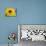 Sunflower, Seattle, Washington, USA-Terry Eggers-Mounted Photographic Print displayed on a wall