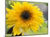 Sunflower, Seattle, Washington, USA-Terry Eggers-Mounted Photographic Print