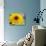 Sunflower, Seattle, Washington, USA-Terry Eggers-Photographic Print displayed on a wall