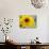 Sunflower, Seattle, Washington, USA-Terry Eggers-Photographic Print displayed on a wall