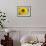 Sunflower, Seattle, Washington, USA-Terry Eggers-Framed Photographic Print displayed on a wall