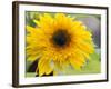 Sunflower, Seattle, Washington, USA-Terry Eggers-Framed Photographic Print