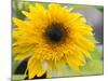 Sunflower, Seattle, Washington, USA-Terry Eggers-Mounted Photographic Print