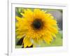 Sunflower, Seattle, Washington, USA-Terry Eggers-Framed Photographic Print