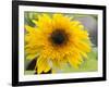 Sunflower, Seattle, Washington, USA-Terry Eggers-Framed Photographic Print