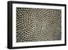 Sunflower Seed Head-Dr^ Jeremy-Framed Photographic Print