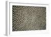 Sunflower Seed Head-Dr^ Jeremy-Framed Photographic Print