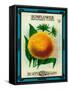 Sunflower Seed Packet-Lantern Press-Framed Stretched Canvas