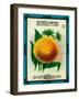 Sunflower Seed Packet-Lantern Press-Framed Art Print