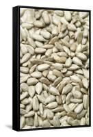 Sunflower Seeds-Jon Stokes-Framed Stretched Canvas