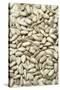 Sunflower Seeds-Jon Stokes-Stretched Canvas