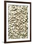 Sunflower Seeds-Jon Stokes-Framed Photographic Print