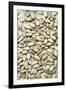 Sunflower Seeds-Jon Stokes-Framed Photographic Print