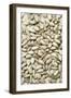 Sunflower Seeds-Jon Stokes-Framed Photographic Print