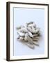 Sunflower Seeds-Alena Hrbkova-Framed Photographic Print