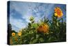 Sunflower Sky-Robert Goldwitz-Stretched Canvas