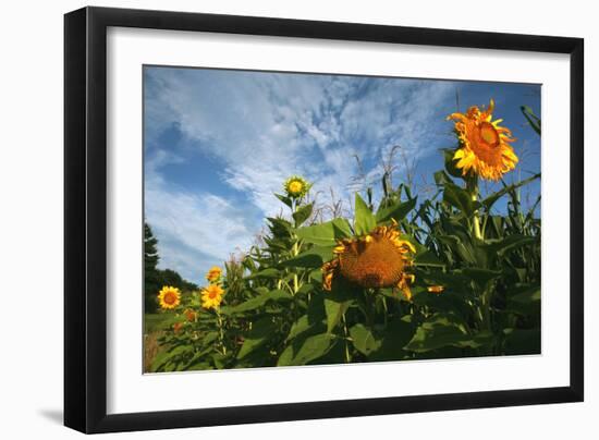 Sunflower Sky-Robert Goldwitz-Framed Photographic Print