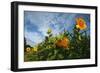 Sunflower Sky-Robert Goldwitz-Framed Photographic Print