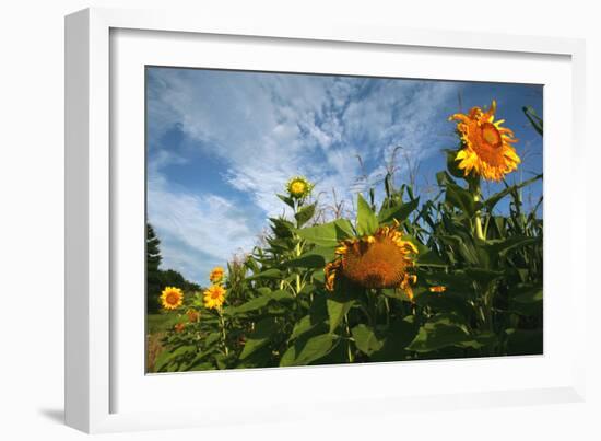 Sunflower Sky-Robert Goldwitz-Framed Photographic Print