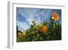 Sunflower Sky-Robert Goldwitz-Framed Photographic Print