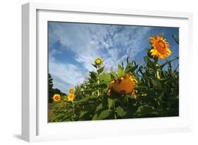 Sunflower Sky-Robert Goldwitz-Framed Photographic Print