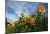 Sunflower Sky-Robert Goldwitz-Mounted Photographic Print