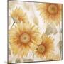 Sunflower Soft I-Sasha-Mounted Giclee Print