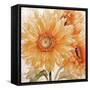 Sunflower Soft Ii-Sasha-Framed Stretched Canvas