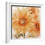 Sunflower Soft Ii-Sasha-Framed Giclee Print