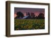 Sunflower Special-Vincent James-Framed Photographic Print