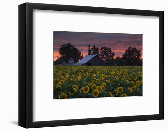 Sunflower Special-Vincent James-Framed Photographic Print