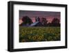 Sunflower Special-Vincent James-Framed Photographic Print