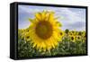 Sunflower, Species, Helianthus Annuus, Crop Landscape, Andalusia. Southern Spain.-Carlos Neto-Framed Stretched Canvas