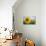 Sunflower, Species, Helianthus Annuus, Crop Landscape, Andalusia. Southern Spain.-Carlos Neto-Photographic Print displayed on a wall