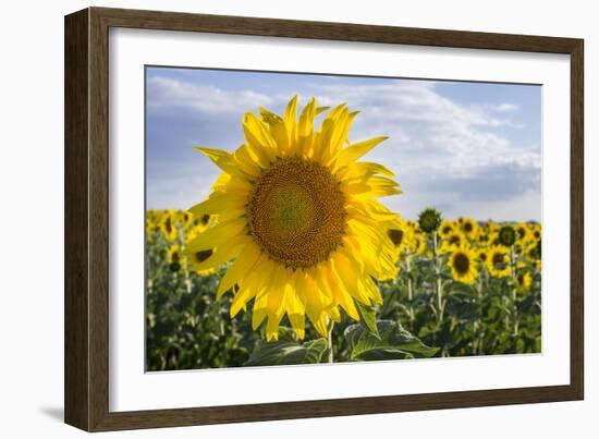 Sunflower, Species, Helianthus Annuus, Crop Landscape, Andalusia. Southern Spain.-Carlos Neto-Framed Photographic Print