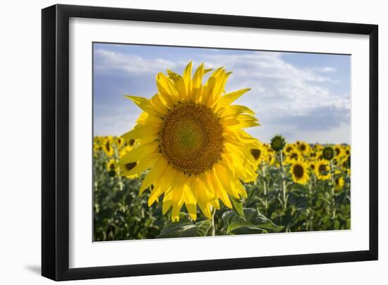 Sunflower, Species, Helianthus Annuus, Crop Landscape, Andalusia. Southern Spain.-Carlos Neto-Framed Photographic Print