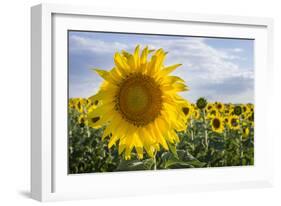 Sunflower, Species, Helianthus Annuus, Crop Landscape, Andalusia. Southern Spain.-Carlos Neto-Framed Photographic Print