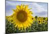 Sunflower, Species, Helianthus Annuus, Crop Landscape, Andalusia. Southern Spain.-Carlos Neto-Mounted Photographic Print