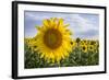 Sunflower, Species, Helianthus Annuus, Crop Landscape, Andalusia. Southern Spain.-Carlos Neto-Framed Photographic Print