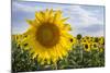 Sunflower, Species, Helianthus Annuus, Crop Landscape, Andalusia. Southern Spain.-Carlos Neto-Mounted Photographic Print