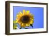 Sunflower Splendor-Stephen Lebovits-Framed Giclee Print