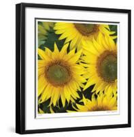 Sunflower Square-Stacy Bass-Framed Giclee Print