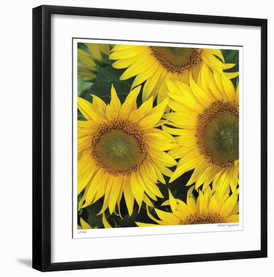 Sunflower Square-Stacy Bass-Framed Giclee Print