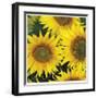 Sunflower Square-Stacy Bass-Framed Giclee Print
