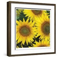 Sunflower Square-Stacy Bass-Framed Giclee Print