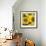 Sunflower Square-Stacy Bass-Framed Giclee Print displayed on a wall