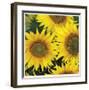 Sunflower Square-Stacy Bass-Framed Giclee Print