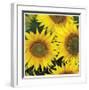 Sunflower Square-Stacy Bass-Framed Giclee Print